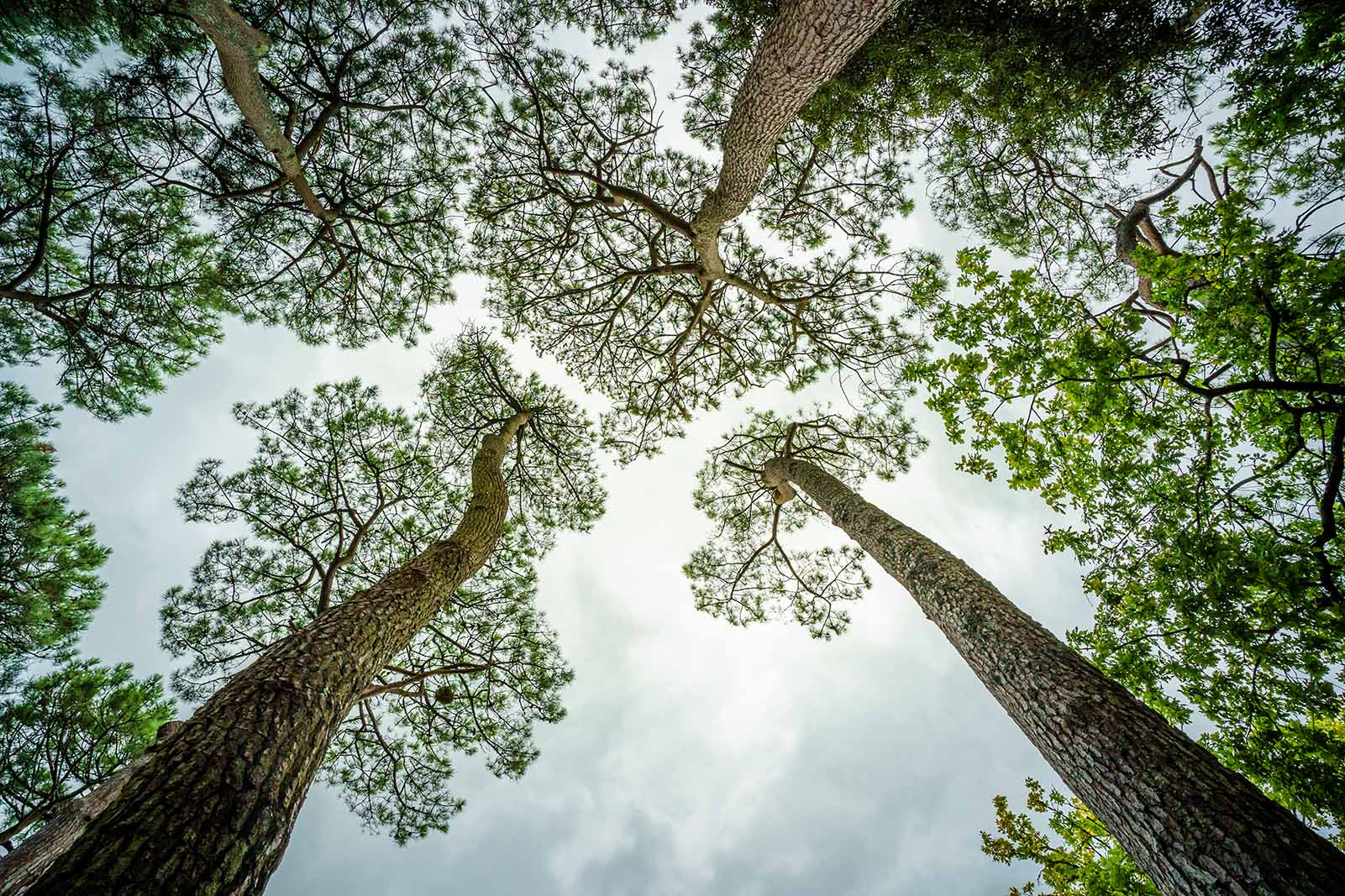Abaca élagage La Baule