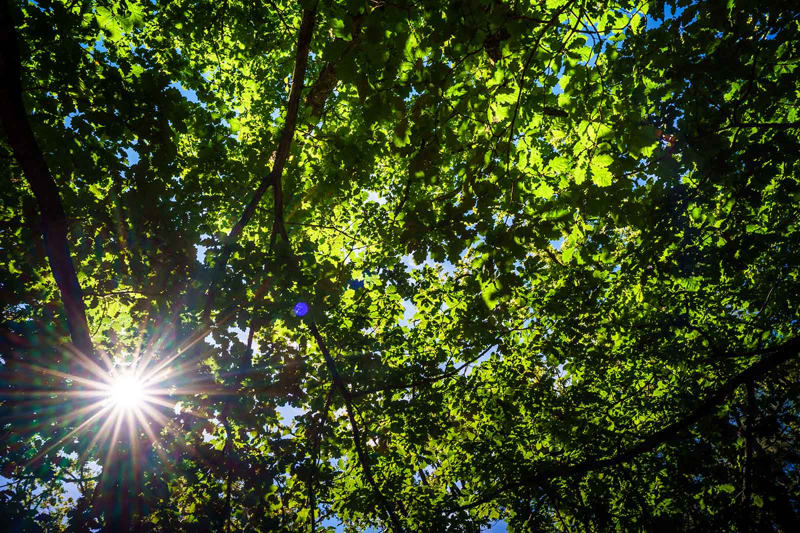 Abaca élagage La Baule