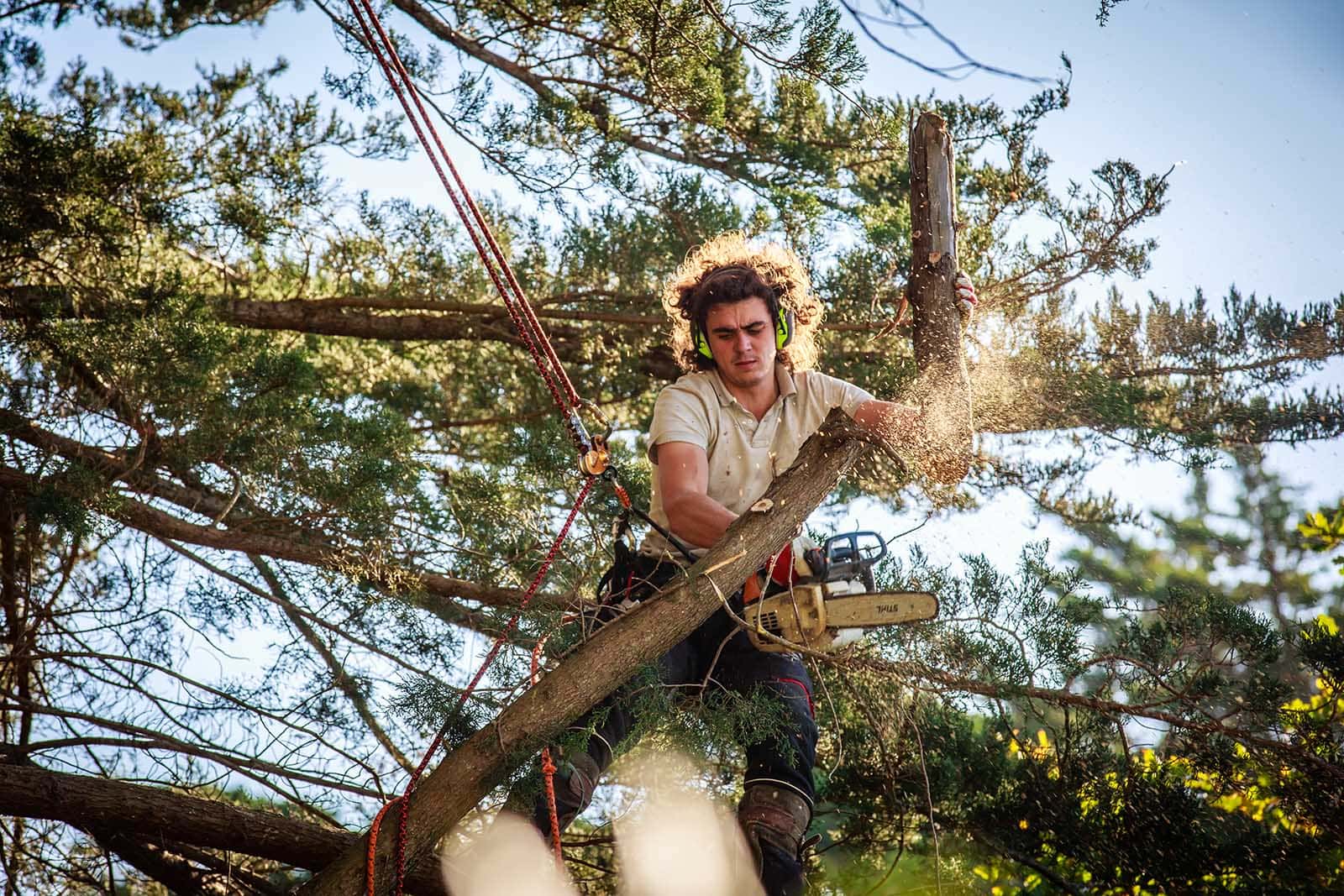 abaca elagage environnement abaca elagage environnement tailles des arbres à la baule