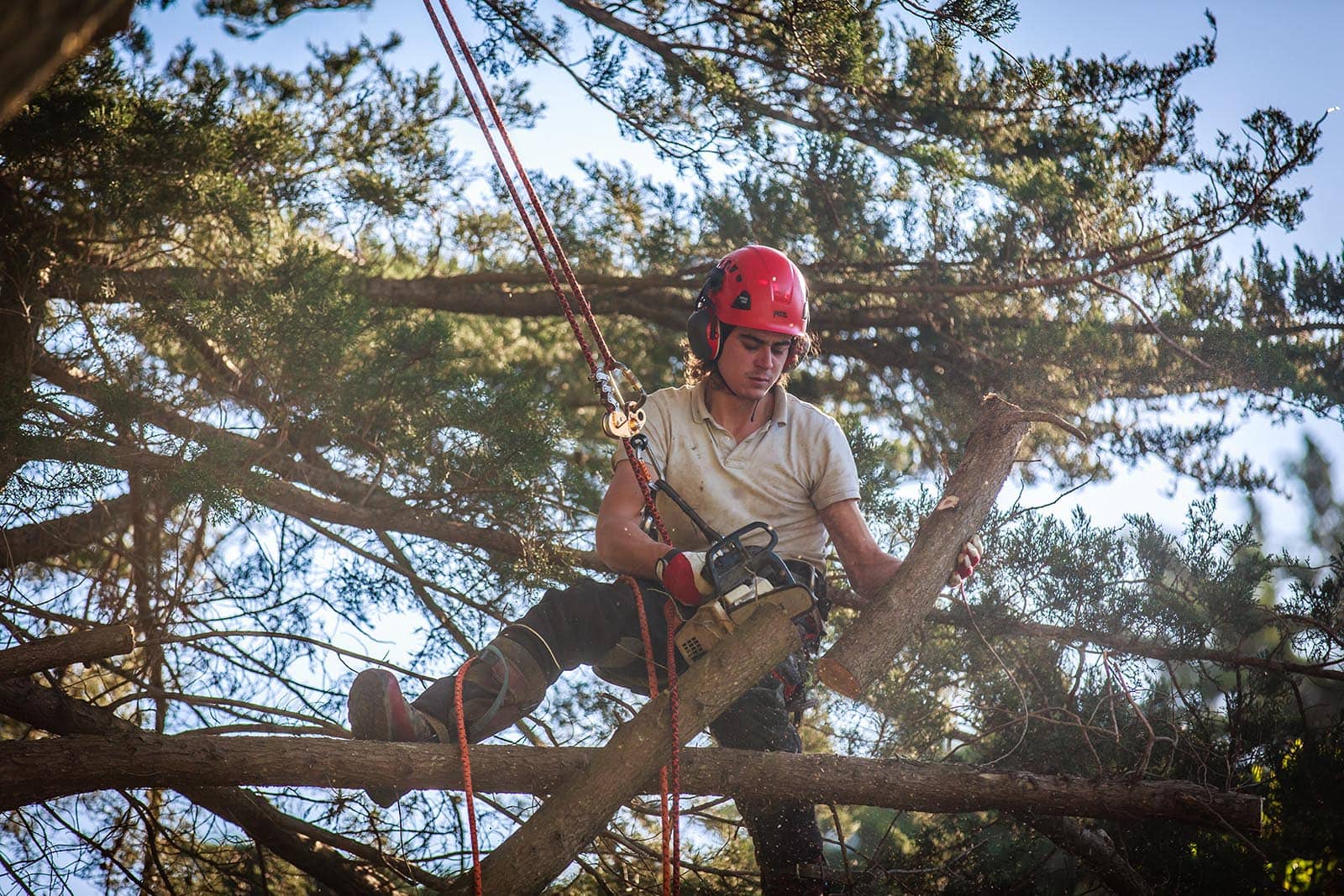 abaca élagage environnement soins aux arbres