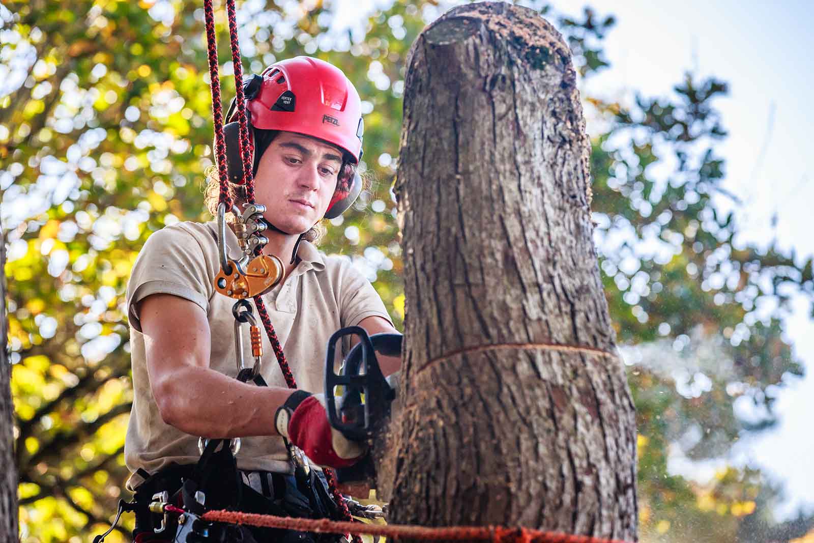 abaca élagage environnement