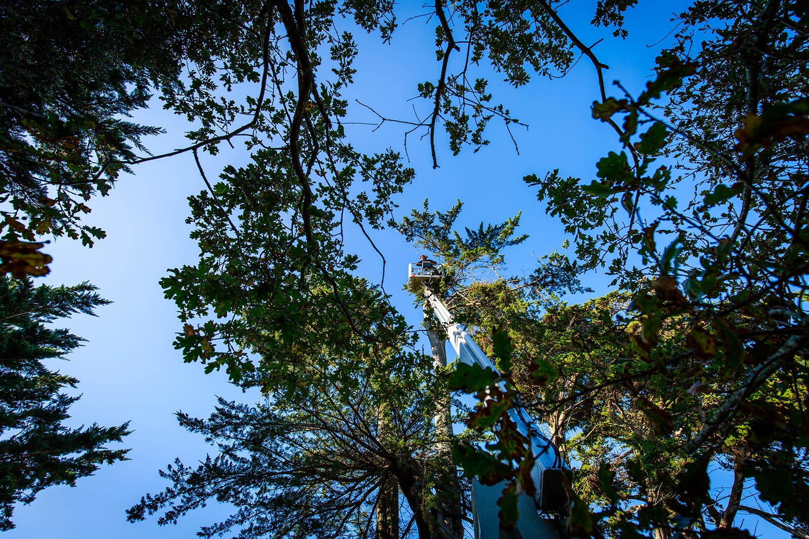 Tree trimming with a boom lift. Arborist prunes trees against a blue sky. Tree service.